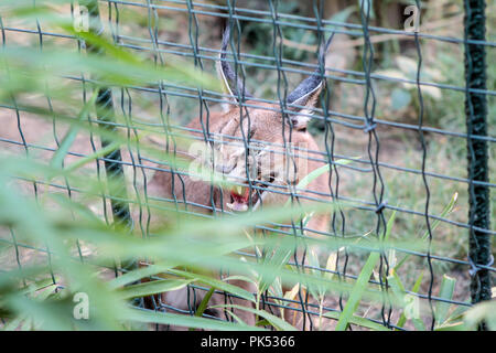 Carino giovane Jungle cat (felis chaus) guardando al di fuori dietro il recinto in zoo Foto Stock
