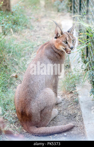 Jungle cat (felis chaus) seduta vicino alla recinzione e guardando al di fuori in zoo Foto Stock