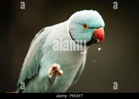 Blue Parrot di mangiare il dado e far cadere alcuni di esso Foto Stock
