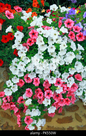 Petunia, nelle petunie, bianco, rosa, blu, rosso, a sbalzo, carstone parete, giardino frontale Foto Stock
