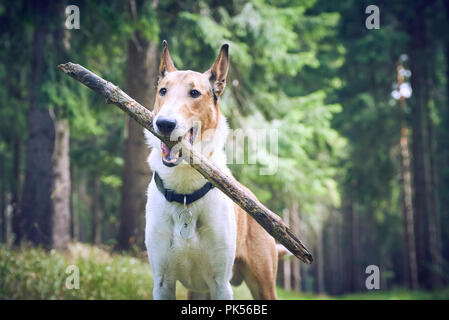 Smooth collie cane giocando con il bastone in foresta. Focalizzata al muso Foto Stock