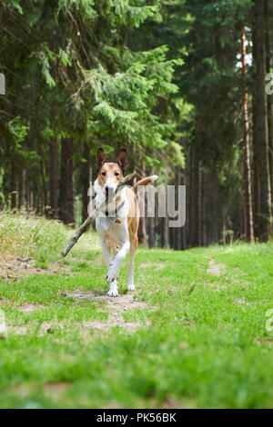 Smooth collie cane giocando con il bastone in foresta. Focalizzata al muso Foto Stock