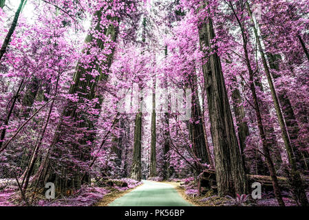 Strada che corre attraverso il fondatore di Grove foresta in Humboldt Redwoods State Park, Humboldt County, California, Stati Uniti d'America. Elaborata con un effetto a raggi infrarossi. Foto Stock