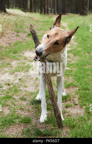 Smooth collie cane giocando con il bastone in foresta. Focalizzata al muso Foto Stock