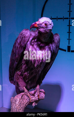 Il cinereous vulture (Aegypius monachus) sul display interno del Grigore Antipa Museo Nazionale di Storia Naturale, Bucarest, Romania. Foto Stock