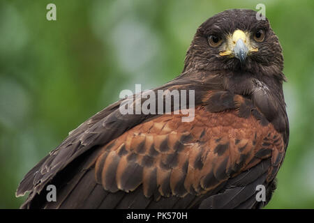 Un primo piano di una Harris's hawk come visualizzato a una mostra di falconeria Foto Stock