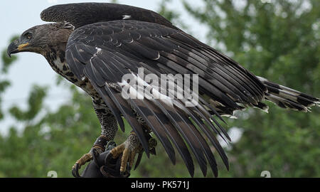 Incoronato Hawk Eagle visualizzato a una mostra di falconeria Foto Stock