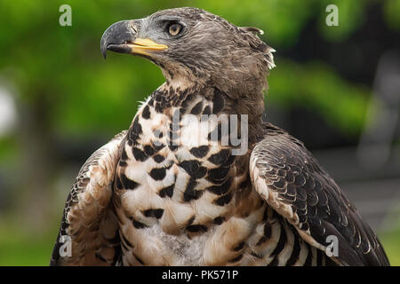 Incoronato Hawk Eagle visualizzato a una mostra di falconeria Foto Stock