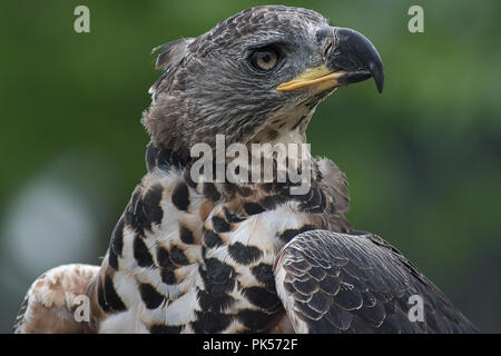 Incoronato Hawk Eagle visualizzato a una mostra di falconeria Foto Stock