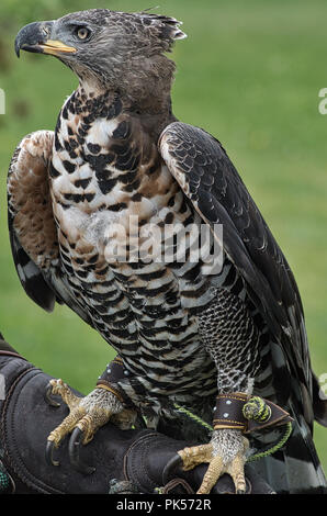 Incoronato Hawk Eagle visualizzato a una mostra di falconeria Foto Stock