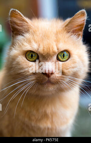 Close-up di una sorpresa lo zenzero gatto con gli occhi verdi Foto Stock