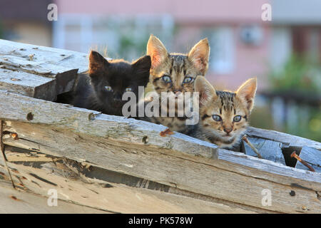 3 gattini in un ceppo di legno la pesca in barca nel porto di Nesebar, Bulgaria Foto Stock
