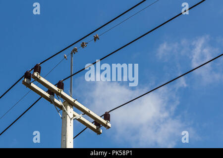 Poli elettrici sono usati per 22kv per linee di alimentazione da centrali di produzione di energia solare alle comunità limitrofe, cielo blu con il gruppo gli uccelli sul cavo. Foto Stock