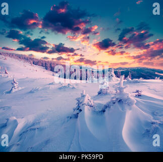 Coloratissima scena invernale nelle montagne dei Carpazi. Abeti coperti di neve fresca a frosty mattina incandescente prima luce del sole. Instagram tonificante. Foto Stock