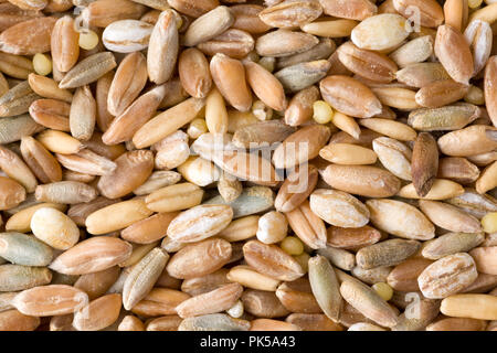 Di Frumento, segala, farro, orzo e grano di sorgo semi close up del modello dello sfondo. Vista dall'alto. Studio Shot Foto Stock