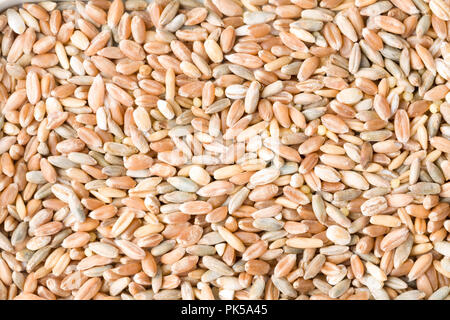 Di Frumento, segala, farro, orzo e grano di sorgo semi close up del modello dello sfondo. Vista dall'alto. Studio Shot Foto Stock