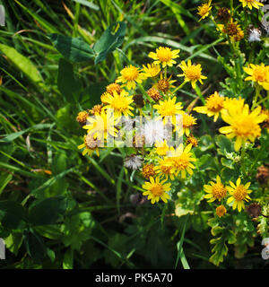 Aster Foto Stock