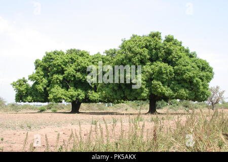 Due alberi di mango crescente fianco a fianco nel distretto di Soroti, Uganda. Foto Stock