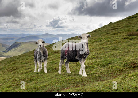 Herdwick pecore, Lake District, Cumbria, Regno Unito Foto Stock