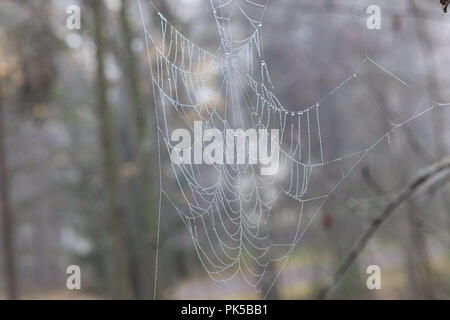 Wet ragnatela nel ramo di albero Foto Stock