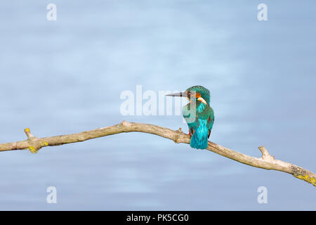 Vista posteriore del Martin pescatore selvatico comune (Alcedo atthis) arroccato sul ramo sopra l'acqua. Impressionante piumaggio elettrico-blu che brilla al sole. Foto Stock