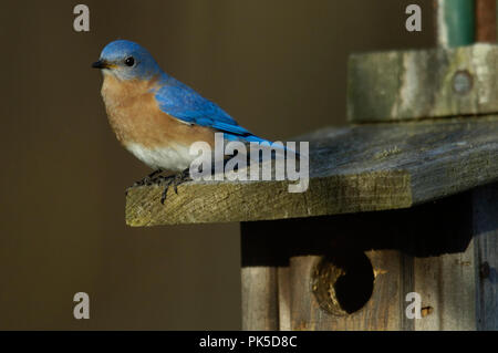 Eastern Bluebird :: Sialia sialis Foto Stock