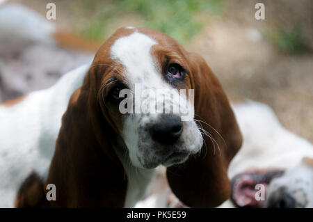 Basset Hound fissando alla fotocamera Foto Stock