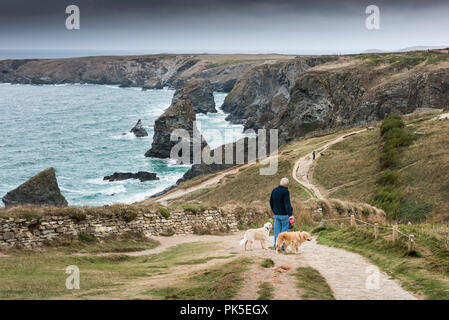 Un dog walker con i suoi cani sulla costa sud-ovest si affaccia su percorso di Bedruthan Steps in Cornovaglia. Foto Stock