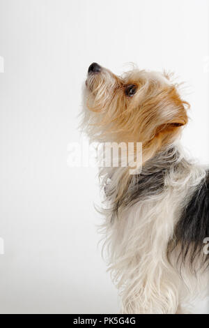 Carino piccolo terrier cane cercando aspettano qualcosa in vista laterale, di accattonaggio, supplica, studio shot su sfondo bianco. Foto Stock