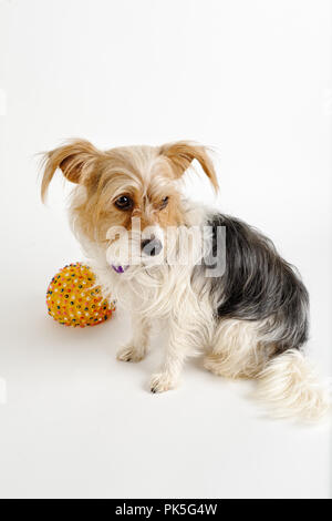 Carino piccolo cane con capelli lunghi guardando al lato, razza terrier con la sua sfera, studio shot sfondo bianco con copia spazio. Foto Stock