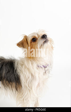Carino piccolo terrier cane cercando in vista laterale, studio shot su sfondo bianco. Foto Stock
