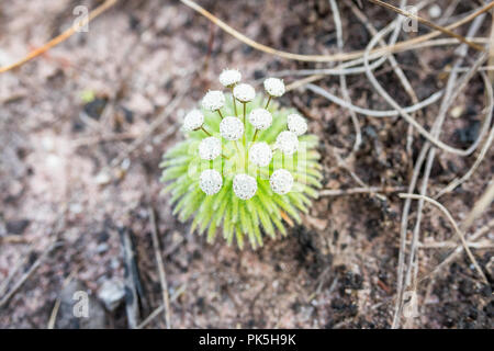 Fiore in Chapada Diamantina Parco Nazionale in stato di Bahia, Brasile Foto Stock