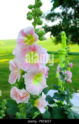 Una fotografia di fiori rosa e bianchi che fiorisce in parte anteriore di una vecchia pompa acqua con un albero e un campo di verde in background Foto Stock