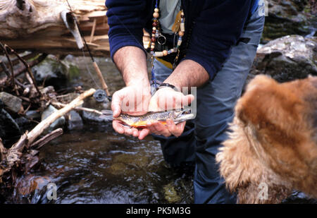 OutdoorSports12 121802 -- la pesca a mosca sul Piney fiume nel Parco Nazionale di Shenandoah, Virginia. Foto Stock