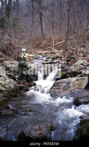 OutdoorSports12 121802 -- la pesca a mosca sul Piney fiume nel Parco Nazionale di Shenandoah, Virginia. Foto Stock