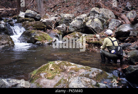 OutdoorSports12 121802 -- la pesca a mosca sul Piney fiume nel Parco Nazionale di Shenandoah, Virginia. Foto Stock