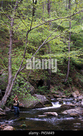 OutdoorSports12 121802 -- la pesca a mosca sul Piney fiume nel Parco Nazionale di Shenandoah, Virginia. Foto Stock