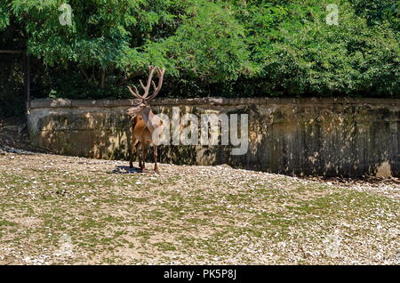 Un buck anche maschio Red Deer cercano per femily in pascolo, Sofia, Bulgaria Foto Stock