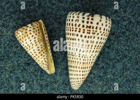 Conus litteratus Linneo su sfondo blu. Conchiglie colorate Foto Stock