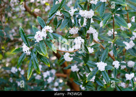 Fioritura invernale arbusto Daphne Bholua "Alba", carta Daphne "Alba", carta Nepalese impianto "Alba" Foto Stock