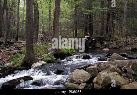 OutdoorSports12 121802 -- la pesca a mosca sul Piney fiume nel Parco Nazionale di Shenandoah, Virginia. Foto Stock