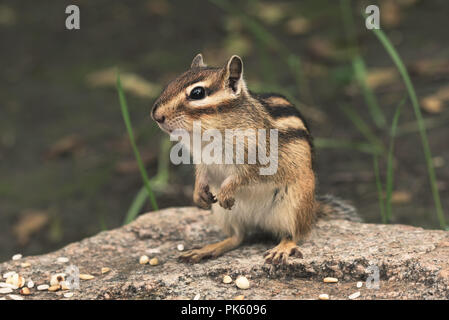 Scoiattolo striado in natura. Carino Scoiattolo striado siede su pietra Foto Stock