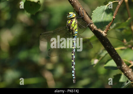 Una bella Southern Hawker Dragonfly (Aeshna cyanea) appollaiate su un ramo di un albero. Foto Stock