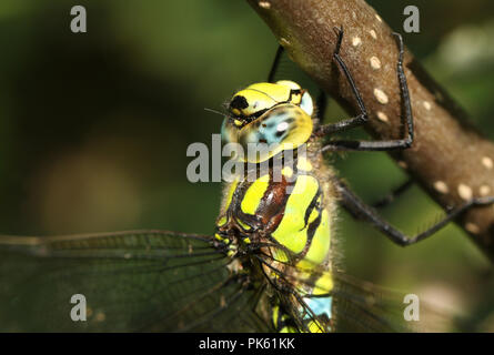 Un colpo alla testa di una bella Southern Hawker Dragonfly (Aeshna cyanea) appollaiato su un ramo di un albero. Foto Stock