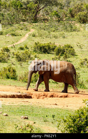 Elephant per raggiungere a piedi la diga di bere un po' d'acqua. Foto Stock