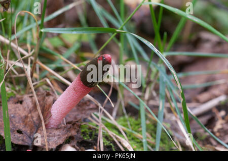 Funghi (Mutinus ravenelii) su un suolo forestale Foto Stock