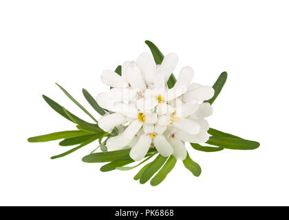 Iberis sempervirens fiori isolati su sfondo bianco Foto Stock