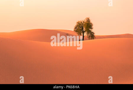 La vita nel deserto Foto Stock