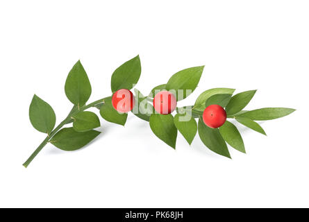 Macelleria-scopa con frutti di bosco isolato su sfondo bianco Foto Stock