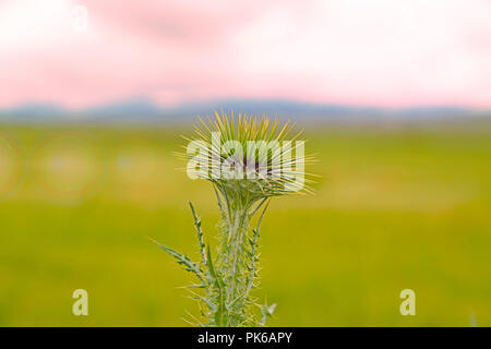 Gli impianti medici: Cardo mariano (Silybum marianum) in sfocato sfondo verde Foto Stock